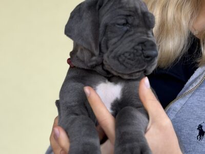 Great dane puppies