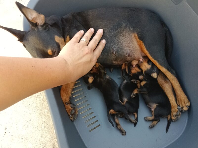 Miniature Pinscher