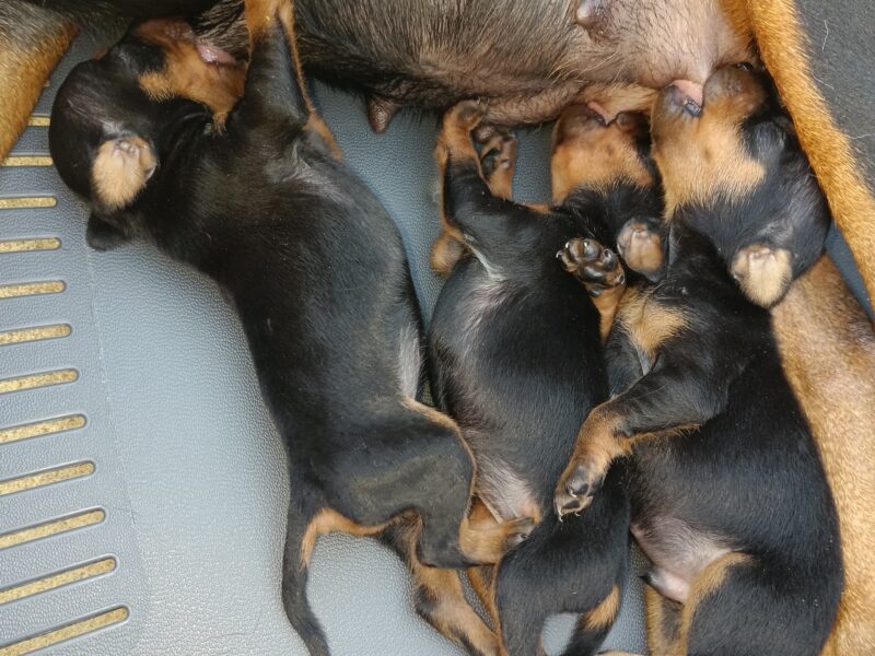 Miniature Pinscher
