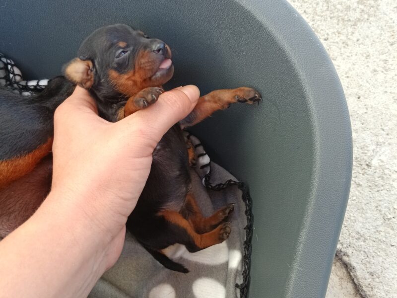 Miniature Pinscher