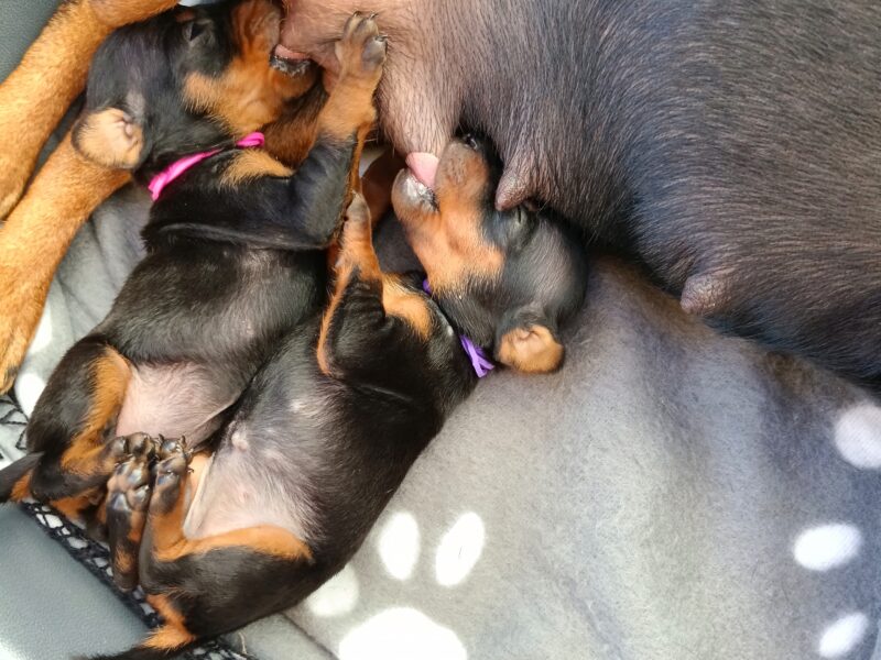 Miniature Pinscher