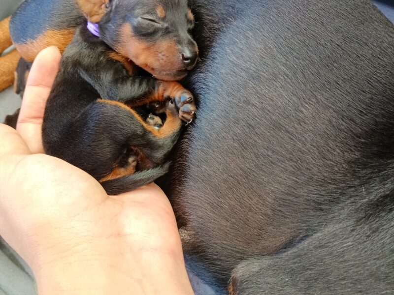 Miniature Pinscher