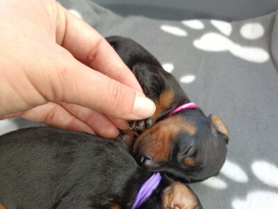 Miniature Pinscher