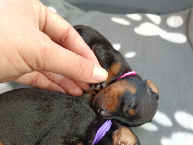 Miniature Pinscher