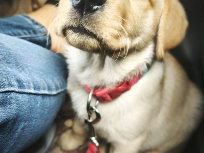 Yellow Labrador Retriever Puppies