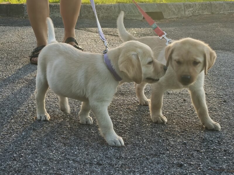 Yellow Labrador Retriever Puppies
