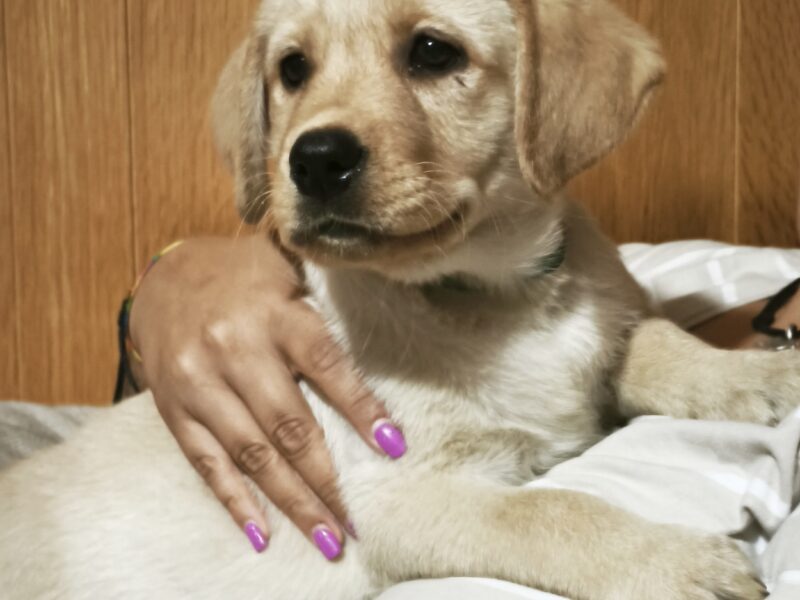 Yellow Labrador Retriever Puppies