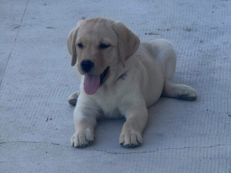 Yellow Labrador Retriever Puppies