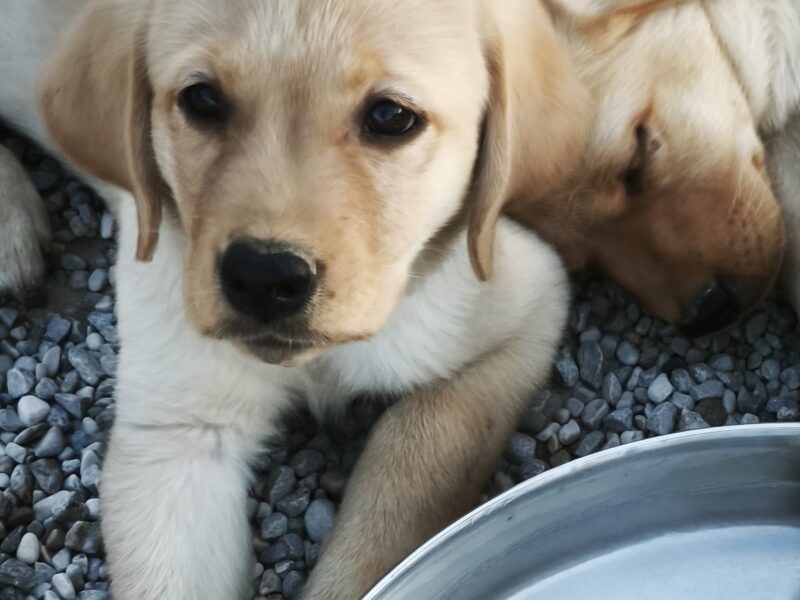 Yellow Labrador Retriever Puppies