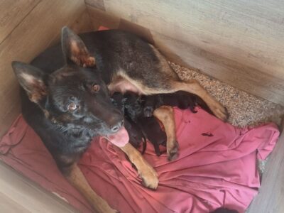 Working German Shepherds for sale
